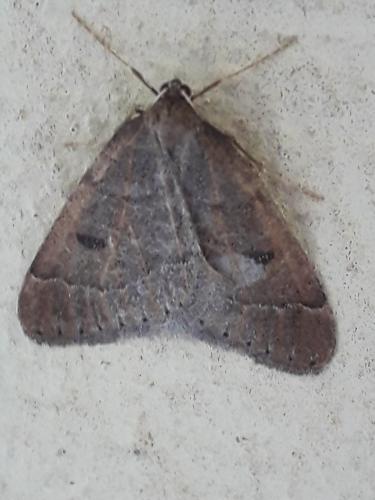 Réf. 223 224 : Theria primaria
